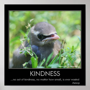 Kindness Baby Bird Motivational Poster