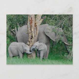 Kindred Spirits (2) Postcard