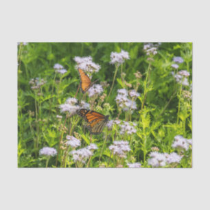 King and Queen Tissue Paper