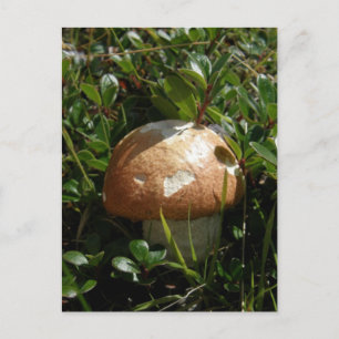 King Boletus Mushroom, Unalaska Island Postcard