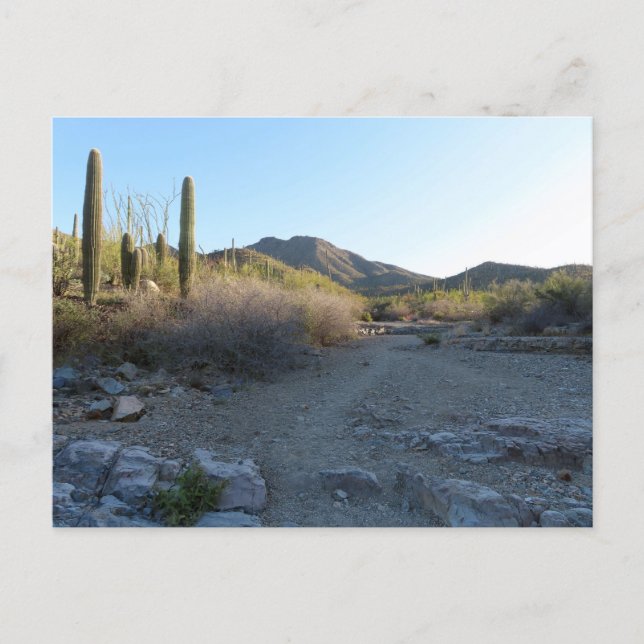 King Canyon Trail I Postcard (Front)