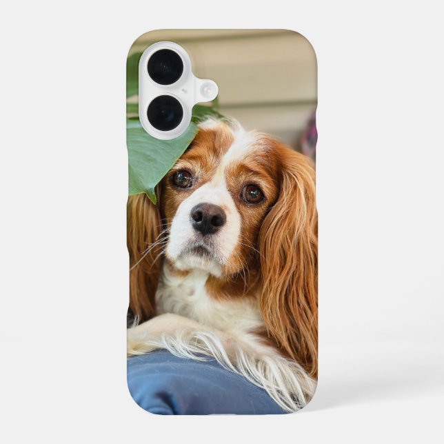  King Charles Cavalier iPhone Case 16 (Back)