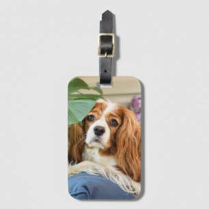 King Charles Cavalier Luggage Tag