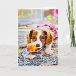 King Charles Cavalier Puppy Blank Greeting Card