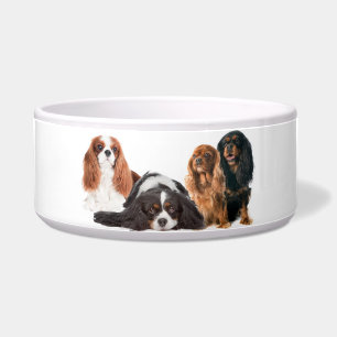 King Charles Cavalier Spaniel