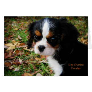 King Charles Cavalier Spaniel