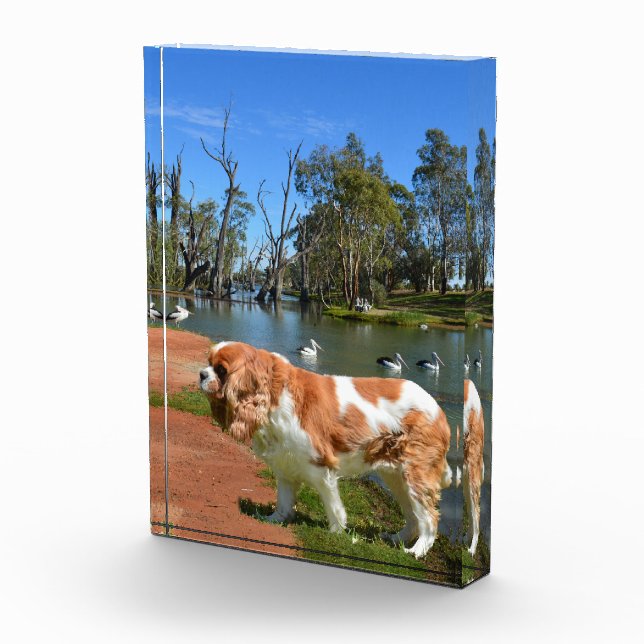 King Charles Cavalier Spaniel At The River,   Photo Block (Right)