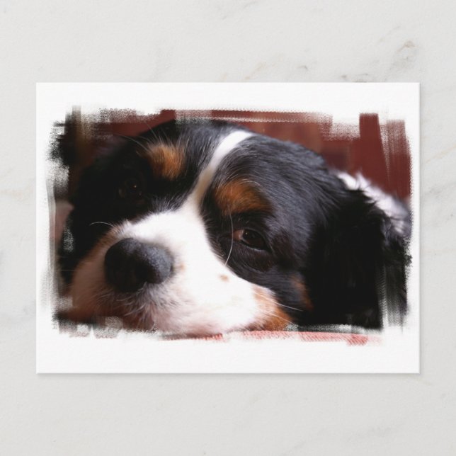 King Charles Cavalier Spaniel Postcard (Front)
