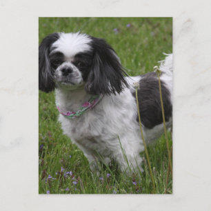 King Charles Spaniel Postcard