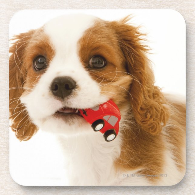 King Charles Spaniel with red car in her mouth. Coaster (Front)