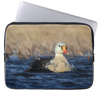 King Eider Bird