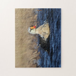 King Eider Bird Puzzle