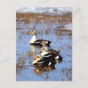 King Eider ducks Postcard