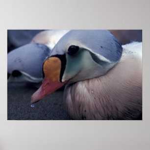 king eider male canvas print