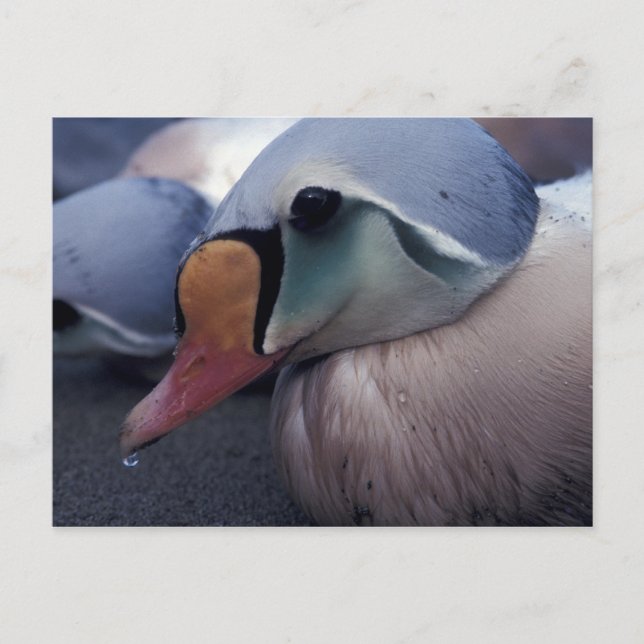 king eider male postcard (Front)
