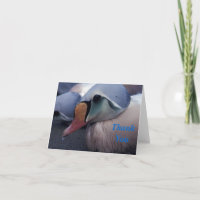 king eider male thank you card
