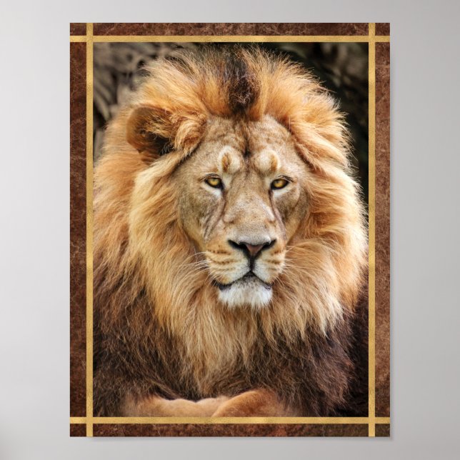 King Lion Photograph Poster (Front)
