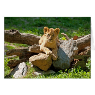 King of the Jungle