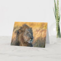 King of the Jungle, Botswana