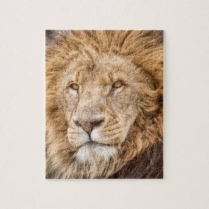 King of the Jungle--Lion Puzzle