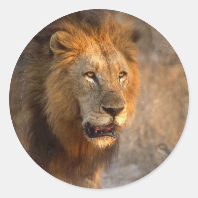 King of the Jungle Sticker (Front)