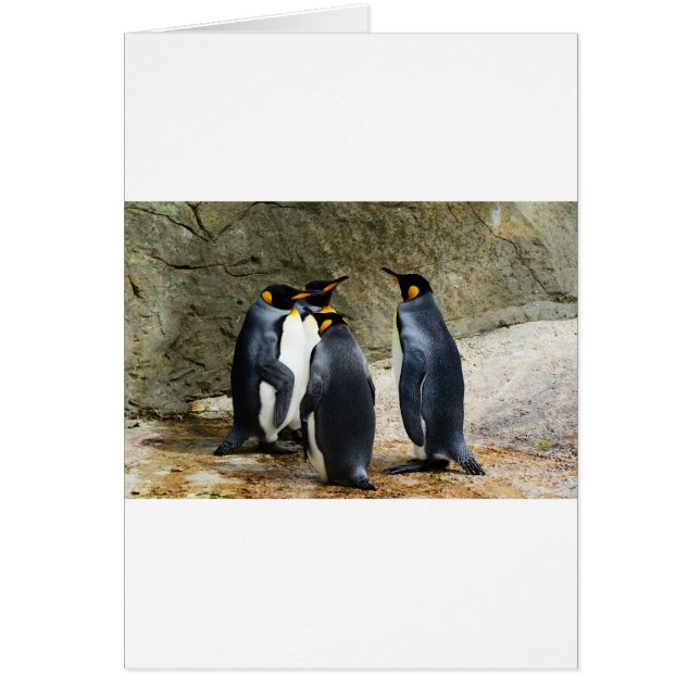 King Penguin (Front)