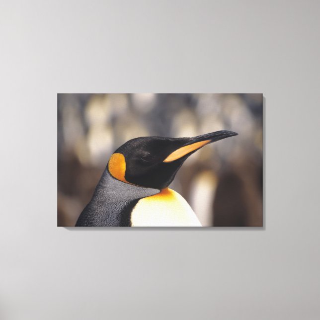 King penguin (Aptenodytes patagonicus) Canvas Print (Front)