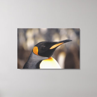 King penguin (Aptenodytes patagonicus) Canvas Print