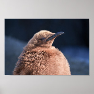 King Penguin Baby Poster