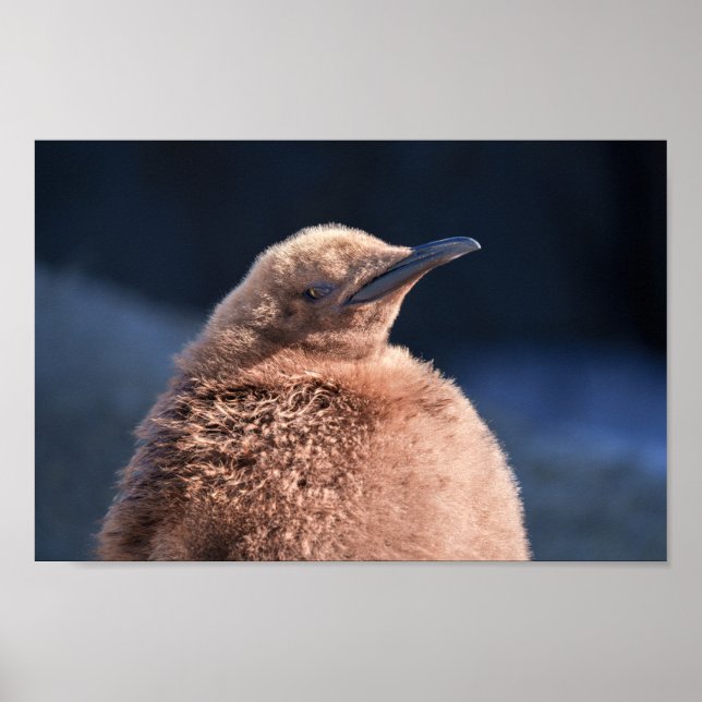King Penguin Baby Poster (Front)