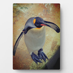King Penguin Edinburgh Zoo Scotland Plaque