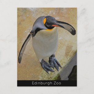 King Penguin Edinburgh Zoo Scotland Postcard