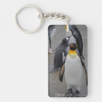 King Penguin & Friends Edinburgh Zoo Scotland Post