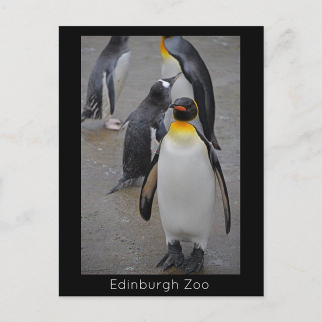King Penguin & Friends Edinburgh Zoo Scotland Postcard (Front)