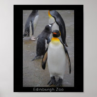 King Penguin & Friends Edinburgh Zoo Scotland