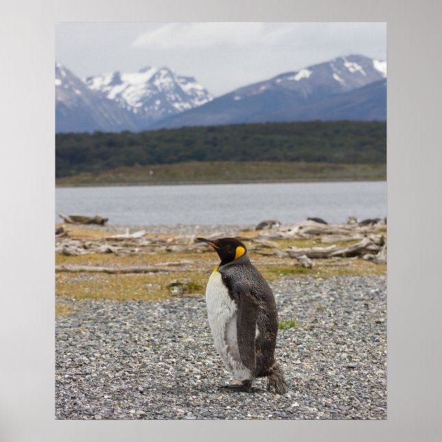 King Penguin, Isla Martillo, Tierra Del Fuego Poster (Front)
