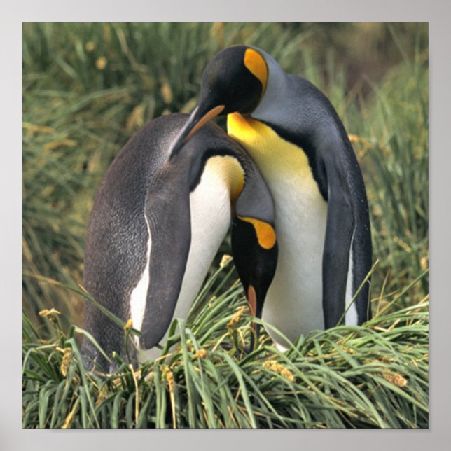 King Penguin Lovers Poster (Front)