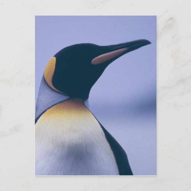 King Penguin Postcard (Front)