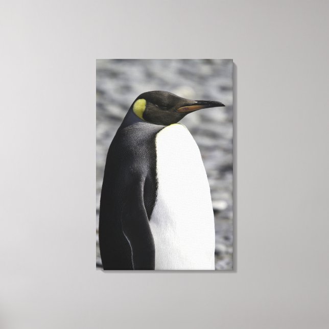 King Penguin, Salisbury Plain, South Georgia Canvas Print (Front)