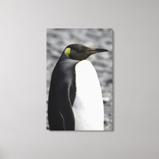 King Penguin, Salisbury Plain, South Georgia Canvas Print