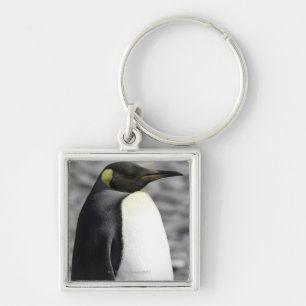 King Penguin, Salisbury Plain, South Georgia Key Ring