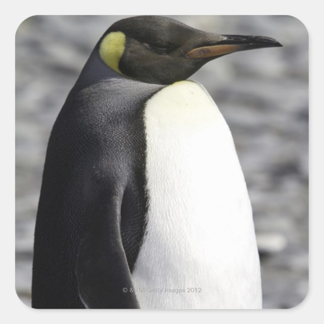 King Penguin, Salisbury Plain, South Georgia Square Sticker (Front)
