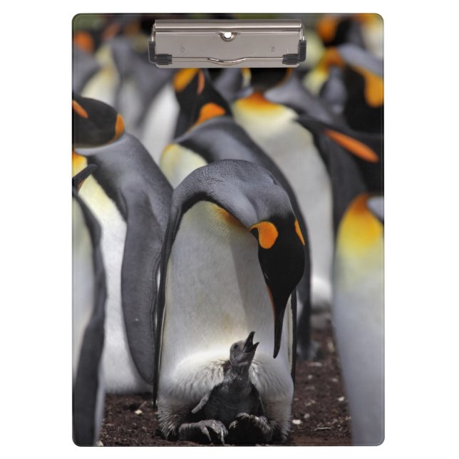 King Penguin with Chick Clipboard (Front)