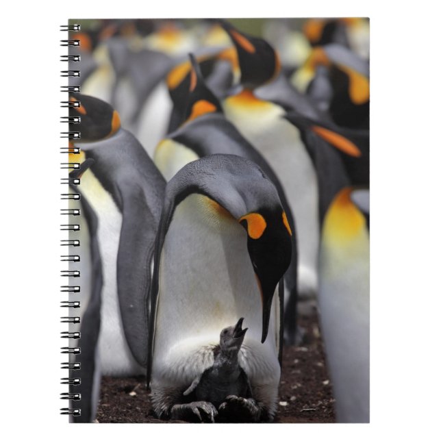 King Penguin with Chick Spiral Notebook (Front)