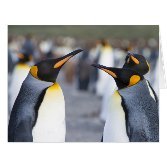 King Penguins (Front Horizontal)