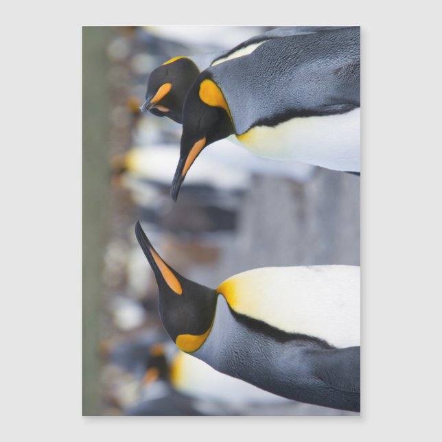 King Penguins (Front)
