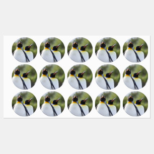King penguins