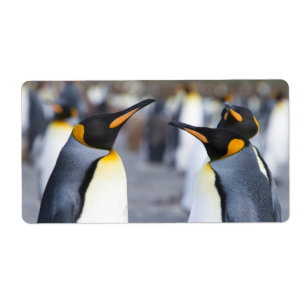 King Penguins