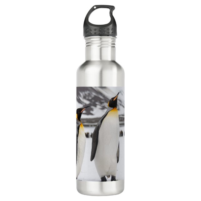 King Penguins 710 Ml Water Bottle (Front)