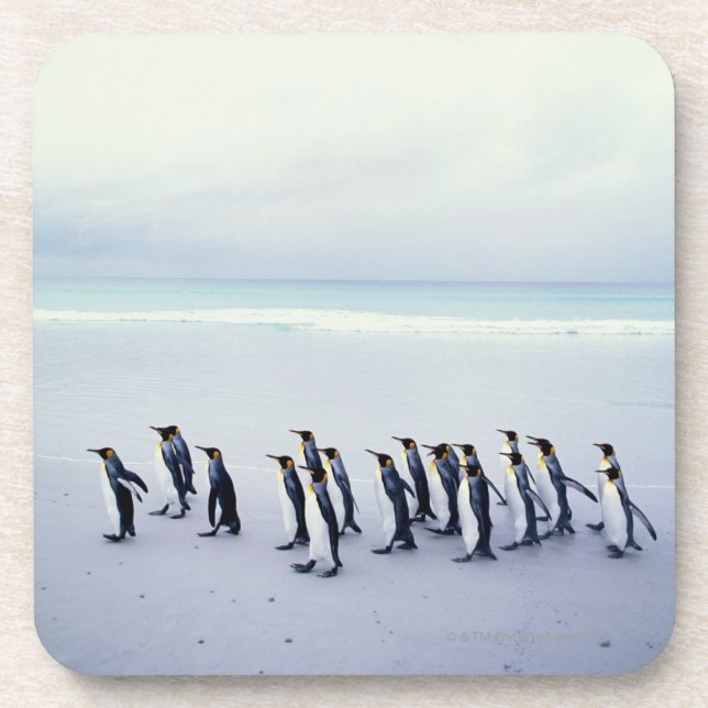 King penguins (Aptenodytes patagonicus) Coaster (Front)
